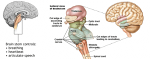 Brainstem-2