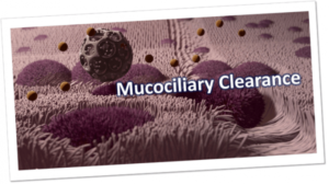 Mucociliary-Clearance